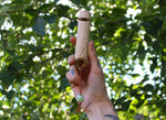 Green Owl Handmade Elder Wood Whistle